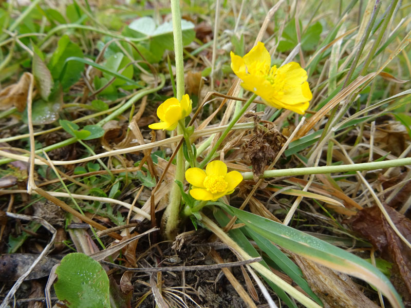 Ranunculus sp.